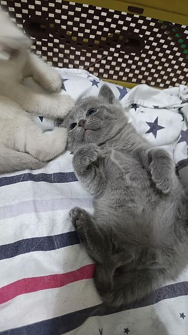 Продажа кошек: Скотиш Страйт (Шотландская прямоухая), 1 месяц, Мальчик, Голубой, Приучена к лотку — 1