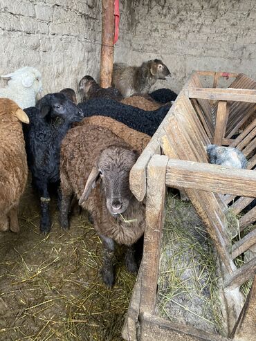 гиссарская порода овец цена: Продаю | Ягненок | Гиссарская