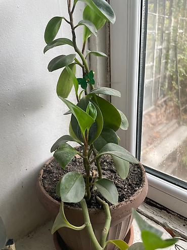 Другие садовые цветы и кустарники: Продаю, точнее отдаю цветы 🍀🍀🍀 ДАРОМ Средние горшки 300 Больше 600 — 10