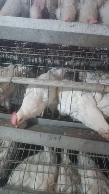 купить домашних курей: Продаю кур несушек. по 150с (100шт) срочно!!!