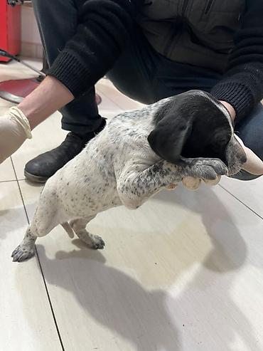 İtlər: Peyvəndli — 6