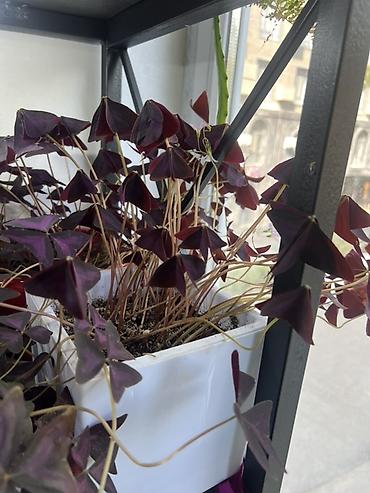 Диффенбахии: Комнатные растения в декоративных горшках - Диффенбахия крупнолистная — 15