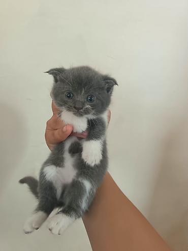 Кошки: Шотландская вислоухая, Самка, В добрые руки, Платная доставка — 1