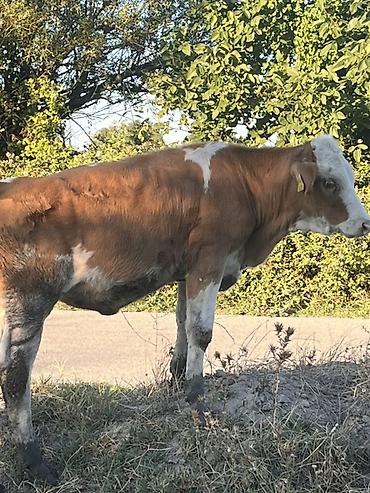 tap az sudluk inəklər: Real alıcıya endirim olacaq ana bala satılır ana biğazdı anada cins — 5
