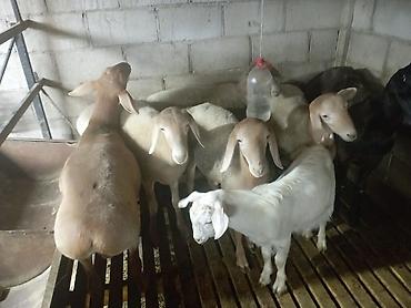 сколько я в баранах: Продаю | Баран (самец) — 1
