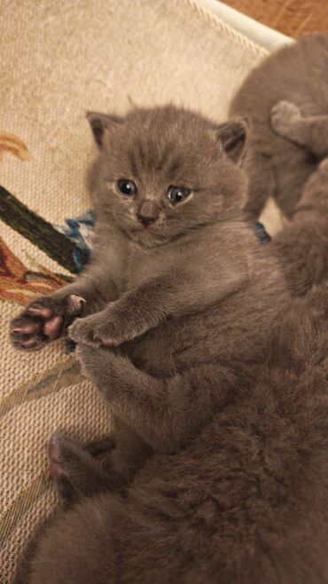 Pişiklər: Şotland — 9