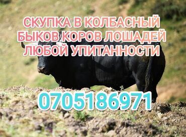 продаю корову: Сатып алам | Уйлар, букалар, Жылкылар, аттар | Күнү-түнү, Өзү алып кетүү, Акысыз жеткирүү