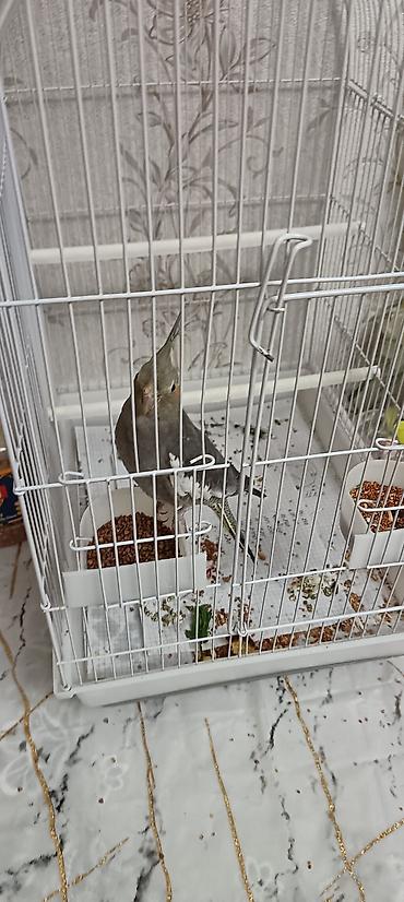 papuqay type 1: Məhsul: Nimfa (Cockatiel) papağanı və qəfəs dəsti Təsvir: - Rəng — 3