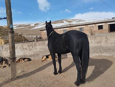 Лошади, кони: Продаю | Жеребец | Для разведения | Осеменитель — 3