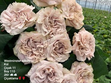 Şitillər: Sort qizilgul kollari ve sarmasanlarinin satişi .Ozumuz calaq yolunile -da lalafo.az — 25 Şitillər: Sort qizilgul kollari ve sarmasanlarinin satişi .Ozumuz calaq yolunile — 25