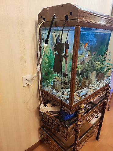 filter akvarium: 100 I lik qalın aval akvarium satılır. İçində iki eded hava matoru — 3