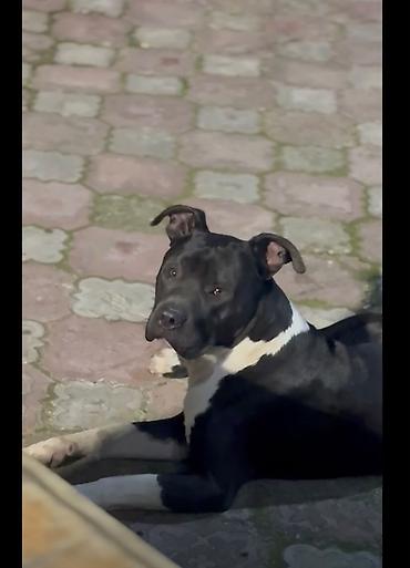 taksa it: Pitbul, Erkək — 4