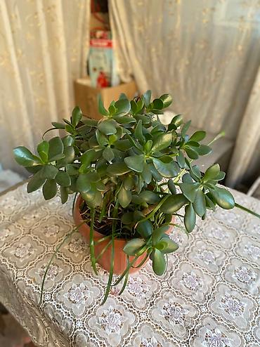 Молочаи: Молочай от 700-1000 с в зависимости от размера — 8