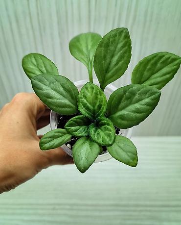 кодиеум: КОМНАТНЫЕ ЦВЕТЫ ПРОДАЮ 🌱 Каланхоэ - 100 🌱 Сингониум Пикси - 250 🌱 — 10