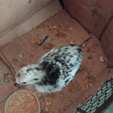 корм для кошек: Damazlıq, Pulsuz çatdırılma