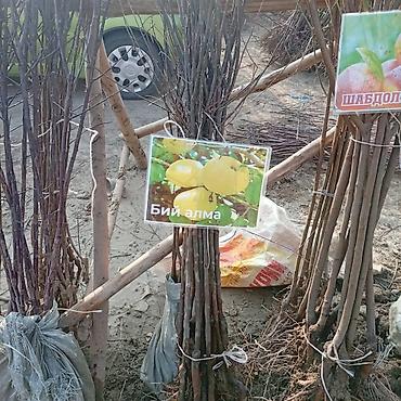 Яблоня: Саженцы плодовых культур — ассортимент сортов Предлагаются саженцы — 20