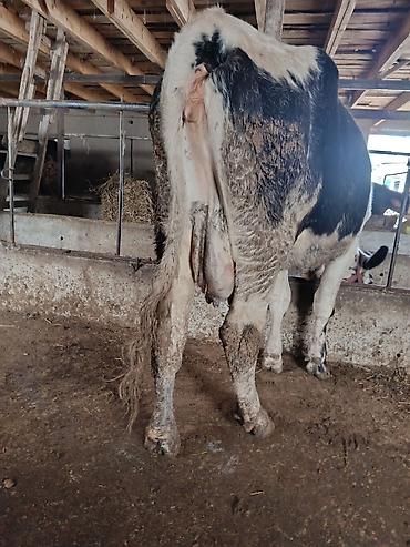 Коровы, быки: Продаю | Корова (самка) | Для молока | Привязанные — 5