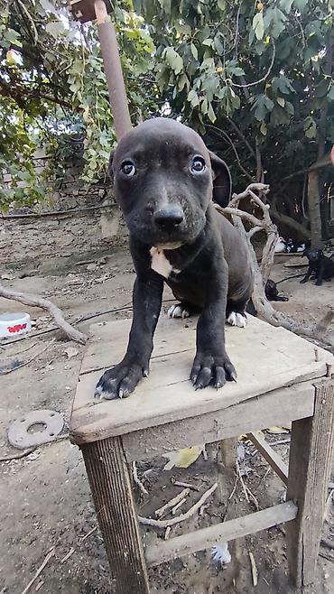 İtlər: Pitbul, 2 ay, Erkək — 3