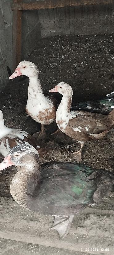 дождевик для мопса: Мускусные утки (индоутки), разноцве кактные. - Окрас: пятнистые — 4