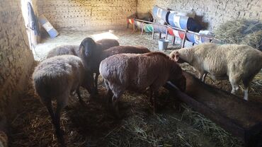 коровы животные: Продаю | Овца (самка) | Полукровка | На забой | Матка