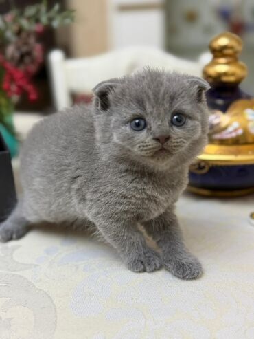 Pişiklər: Şotland yastı qulaq — 4