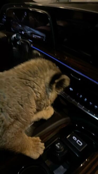 audi a3 1.9 tdie: İnstagram hesab satilir 30 ka 35 azn Tiktok hesab satilir 100 ka 50