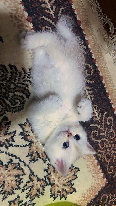 Pişiklər: Şotland — 7