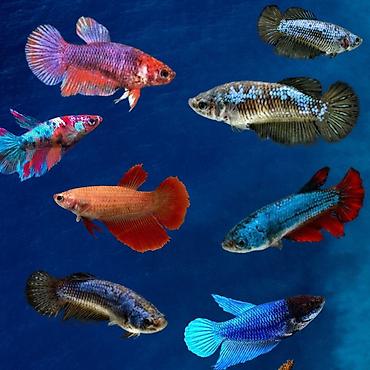 akvarium baligi: Betta (Petuşok balığı), Yırtıcı, Ödənişli çatdırılma, Rayonlara çatdırılma, Ünvandan götürmə — 4