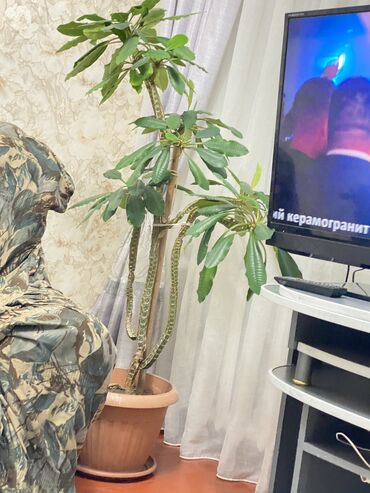 раковина с тумбой и зеркалом в ванную бишкек: Молочай гребенчатый, 1,3 м в высоту