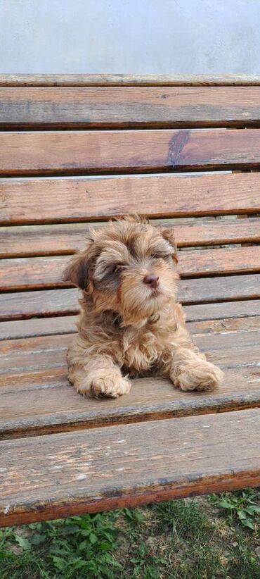 Psi: Ovi preslatki mališani su štenci Havanskog Bišona, jedna ženkica i 4 na lalafo.rs — 3 Psi: Ovi preslatki mališani su štenci Havanskog Bišona, jedna ženkica i 4 — 3