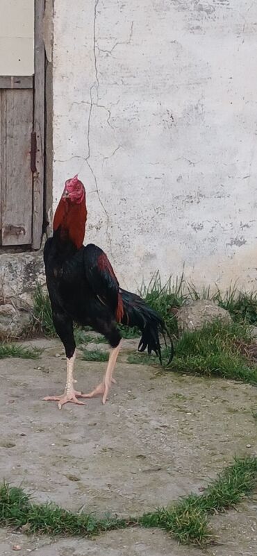 Toyuqlar: Toyuq, Damazlıq, Ödənişli çatdırılma — 17