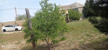 Bağ evlərinin satışı: Bakı, Buzovna, 200 kv. m, 3 otaqlı, Hovuzsuz, Su, Telefon, İşıq — 7