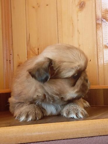 koxin karlik: Pekines, 1 ay, Erkək, Peyvəndli, Ünvandan götürmə — 4
