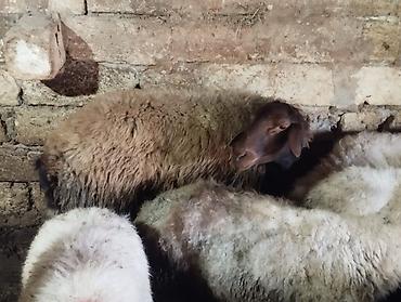 sərab çoban iti: Erkək, Qala, il: 2, Damazlıq, Ödənişli çatdırılma — 3