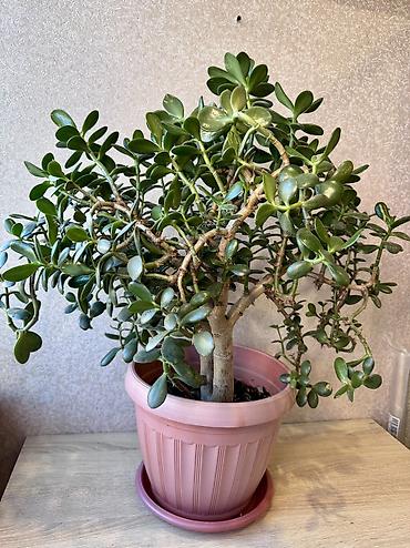 Денежное дерево: - Денежное дерево (Крассула овата) 70см — 2900 - Герань (Пеларгония) — 1