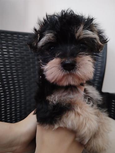Dogs: MORKI Štene mini rase staro 7 nedelja (ocisceno pd parazita dok vama — 7