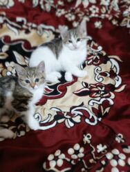 Pişiklər: Türk anqora, Dişi, Yaxşı əllərə, Ünvandan götürmə -da lalafo.az — 18 Pişiklər: Türk anqora, Dişi, Yaxşı əllərə, Ünvandan götürmə — 18