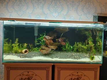 baliq: Dördbucaq akvarium, Balıqlarla birlikdə, 160 l, Ödənişli çatdırılma, Ünvandan götürmə