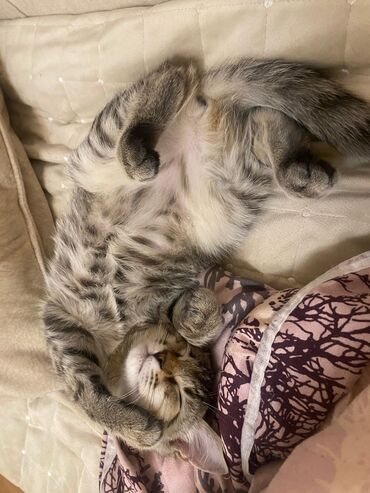 Pişiklər: Britan, Erkək, Dişi, Yaxşı əllərə, Ünvandan götürmə, Ödənişli çatdırılma — 5