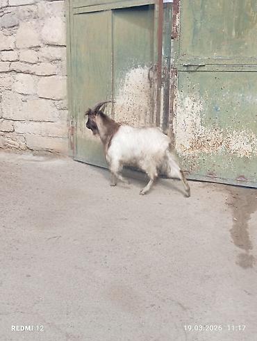 keci heyvan: Məhsul: Qoyun-keçi təsərrüfatı üçün keçilər Təsvir: - Şəkillərdə uzun — 4