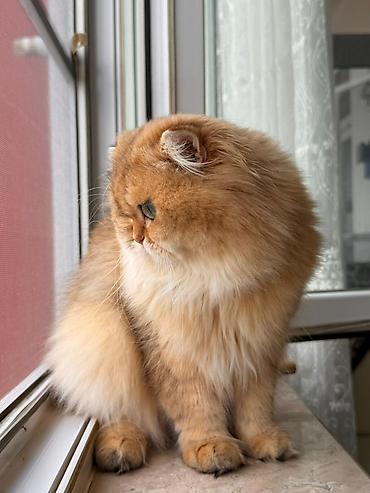 Pişiklər: Yaxşı əllərə -da lalafo.az — 4 Pişiklər: Yaxşı əllərə — 4