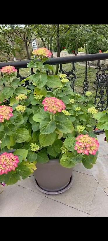 ucuz gul: 7 gözəllər satılır (Gartenziya) Hollandiya sortunandır 5 iliy bitkilər — 1