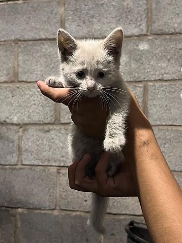Отдам даром кошку: Кошка даром: Беспородная, 3 месяца, Девочка at lalafo.kg — 4 Отдам даром кошку: Кошка даром: Беспородная, 3 месяца, Девочка — 4