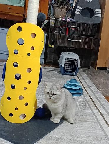 Другие услуги: Здравствуйте 🌿 Зоогостиница «Мурляндия» принимает только домашних — 8