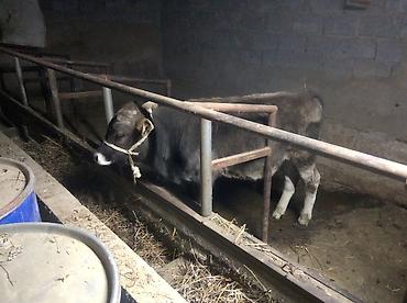 Коровы, быки: Продаю | Бык (самец) | Привязанные — 3