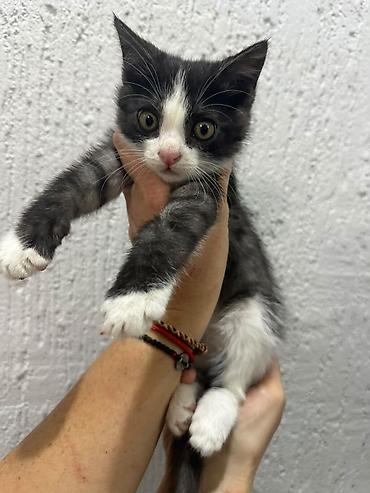 Отдам даром кошку: Очаровательные черно-дымчатые котята. с белыми носочками. Чистые — 12