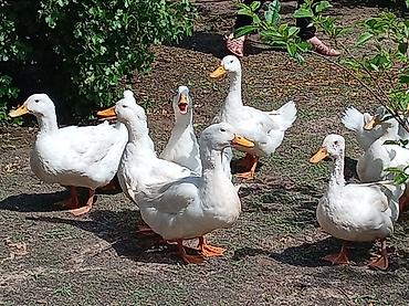 pekin ördeği: Ağ Pekin ördəkləri – yumurta və ətlik istiqamət - Cins: Ağ Pekin - — 7
