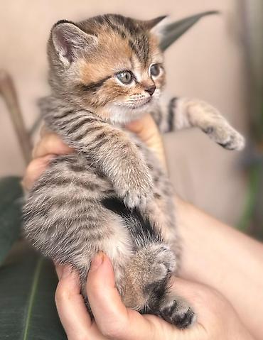 Pişiklər: Şotland — 7