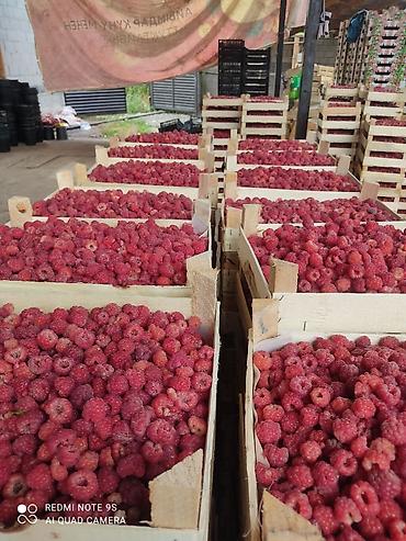 Малина: Малина Платная доставка — 18