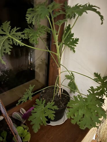 Otaq bitkiləri: Her nov guler var endirimnen verecem Gencedi istiyen yazsin satiş -da lalafo.az — 47 Otaq bitkiləri: Her nov guler var endirimnen verecem Gencedi istiyen yazsin satiş — 47